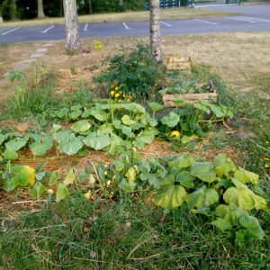 Notre jardin potager